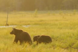A female brown bear with her two cubs in Kuusamo Finland. Photo by Piritta Paija.