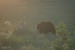 A male brown bear walking in a swamp in Kuusamo Finland. Photo by Piritta Paija.