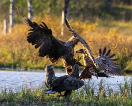 White-tailed sea eagles in front of a hide in Kuntilampi, Bear Kuusamp. Photo by Pekka Veteläinen.