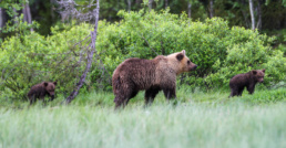 A young female brown bear with her new cubs in Kuntilampi, Bear Kuusamo. Photo by Pekka Veteläinen.