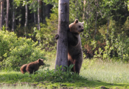 A young bear mother with her two cubs in Kuntilampi, Bear Kuusamo. Photo by Pekka Veteläinen.