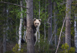 A rare, blond-colored brown bear female peeks from behind a tree in Bear Kuusamo, Finland. Photo by Piritta Paija.
