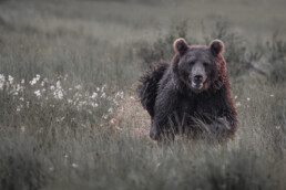 A Brown bear male is running at the swamp in Kuusamo, Finland. Photo by Piritta Paija.
