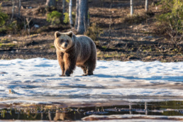 A female brown bear on snow in early May, Kuntilampi, Bear Kuusamo, Finland. Photo by Piritta Paija.