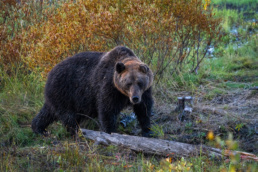 A male brown bear looks towards a hide in Kuntilampi, Bear Kuusamo, Finland. Photo by Piritta Paija.