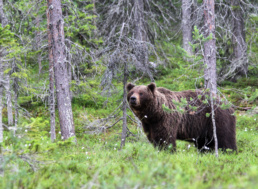 A male brown bear in the forest. Photographed by Pekka Veteläinen from the 