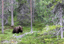 A male brown bear in the forest, photographed in Bear Kuusamo, Finland.