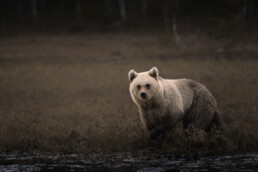 A rare-colored female brown bear in Kuntilampi, Kuusamo, Finland. Photo by Piritta Paija.