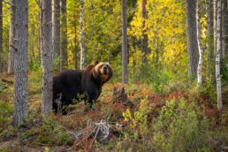 A light-faced male brown bear in the forest in Bear Kuusamo, Finland. Photo by Piritta Paija from the