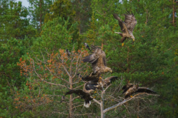 White-tailed sea eagles on a tree in Kuntilampi, Kuusamo, Finland. Photo by Piritta Paija.