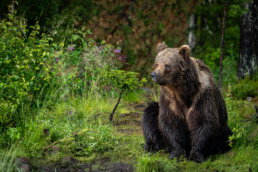 A male brown bear siiting in the forest in Kuntilampi, Kuusamo, Finland. Photo by Piritta Paija.