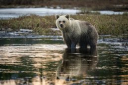 Rare-colored brown bear female in Kuntilampi, Kuusamo, Finland. Photo by Piritta Paija.
