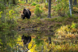 Male brown bear in front of a hide in Kuntilampi, Kuusamo, Finland. Photo by Piritta Paija.qMale brown bear in front of a hide in Kuntilampi, Kuusamo, Finland. Photo by Piritta Paija.